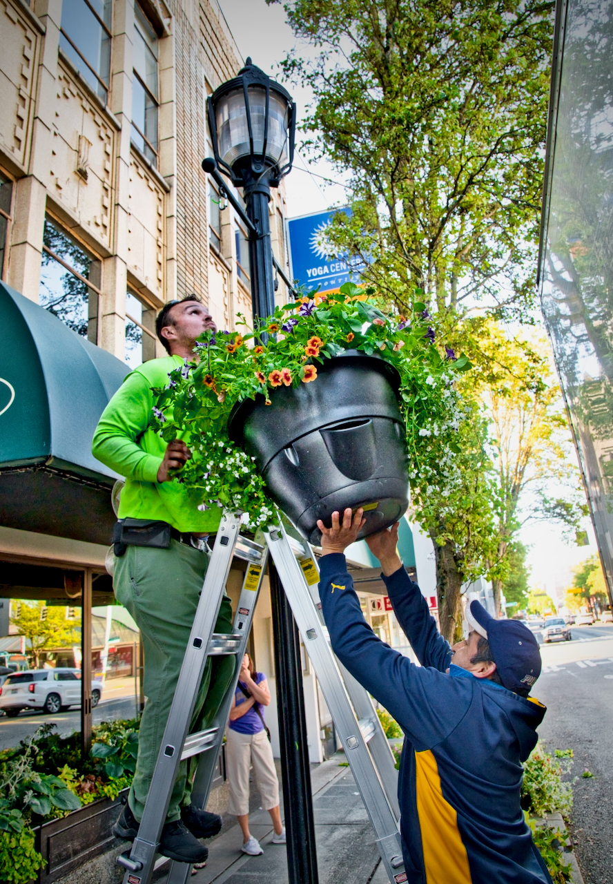 Flower baskets return to the Junction thanks to the WSJA